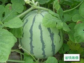 如何判断吃瓜好坏,如何一眼识出优质吃瓜