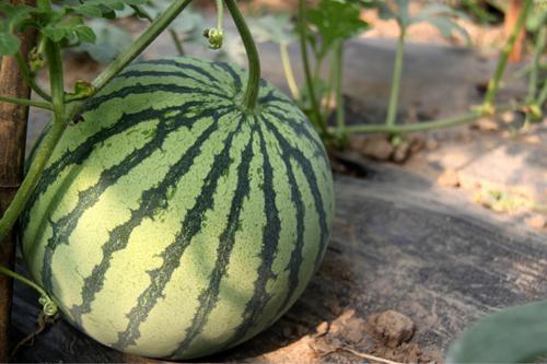 如何判断吃瓜好坏,如何一眼识出优质吃瓜