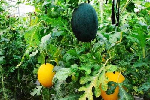 吃黄色瓜群,营养与美味的双重享受