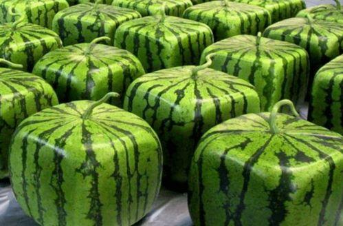 中国吃瓜以色列,一场独特的“吃瓜”之旅