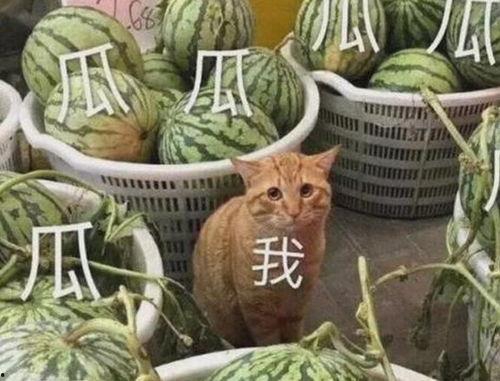 吃瓜复合,揭秘情感纠葛背后的真相