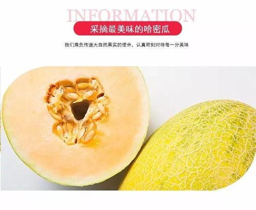 吃哈密蜜瓜,甜蜜诱惑,尽享夏日清新滋味