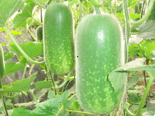 祖师爷赏瓜吃瓜视频大全,趣味视频大全集锦