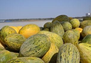 吃蜜瓜的禁忌,食用禁忌需留心