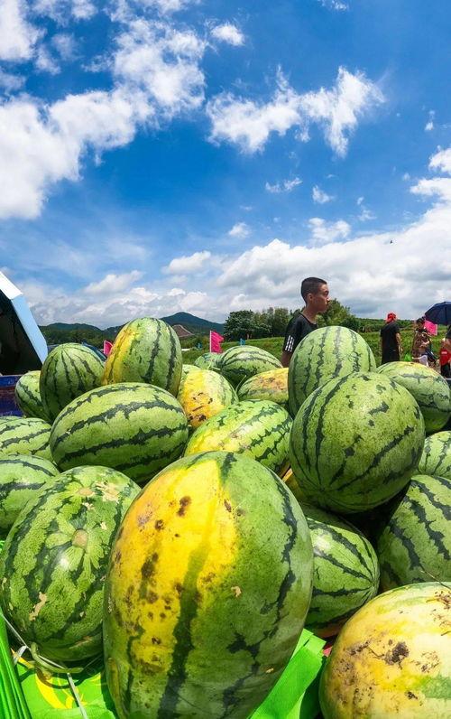 梁山吃瓜模板,揭秘江湖风云背后的八卦秘闻